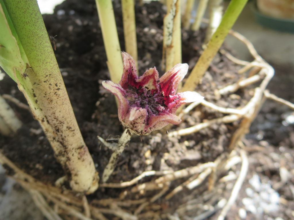 fiore di aspidistra (eppur fiorisce!)