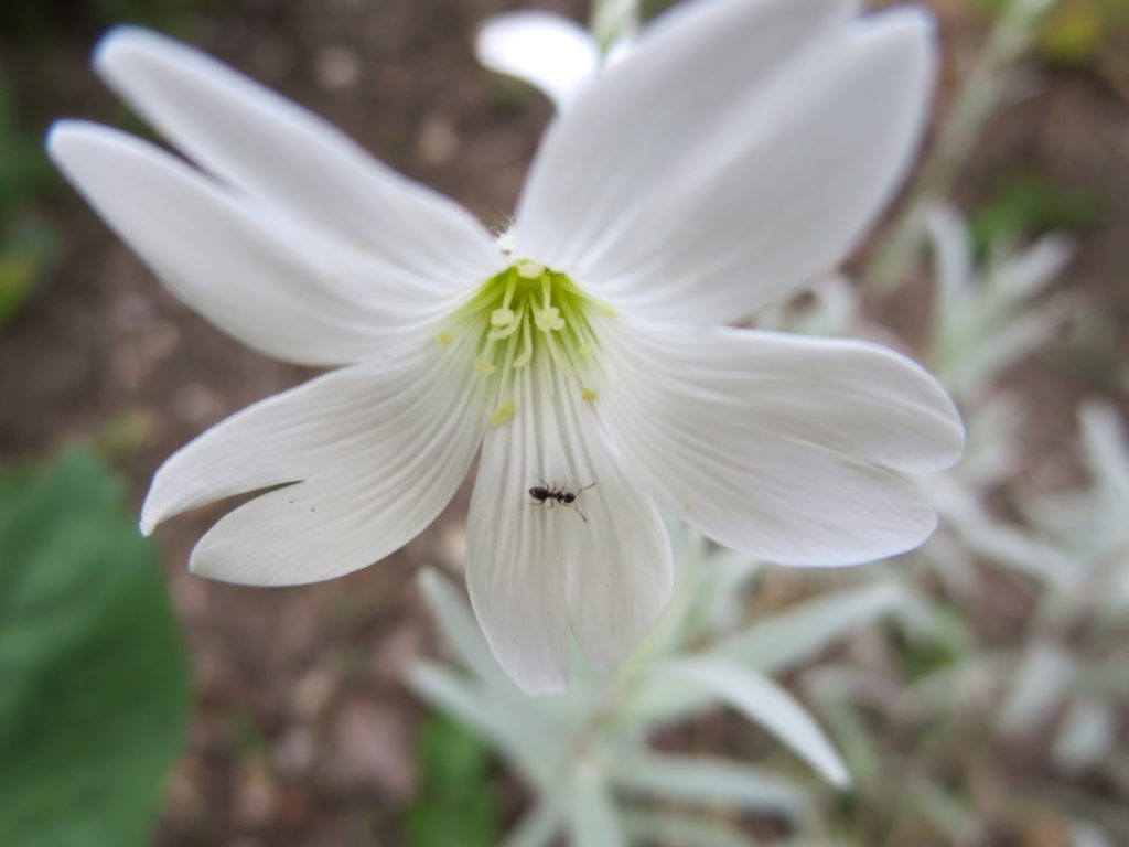 fiore ignoto con formica