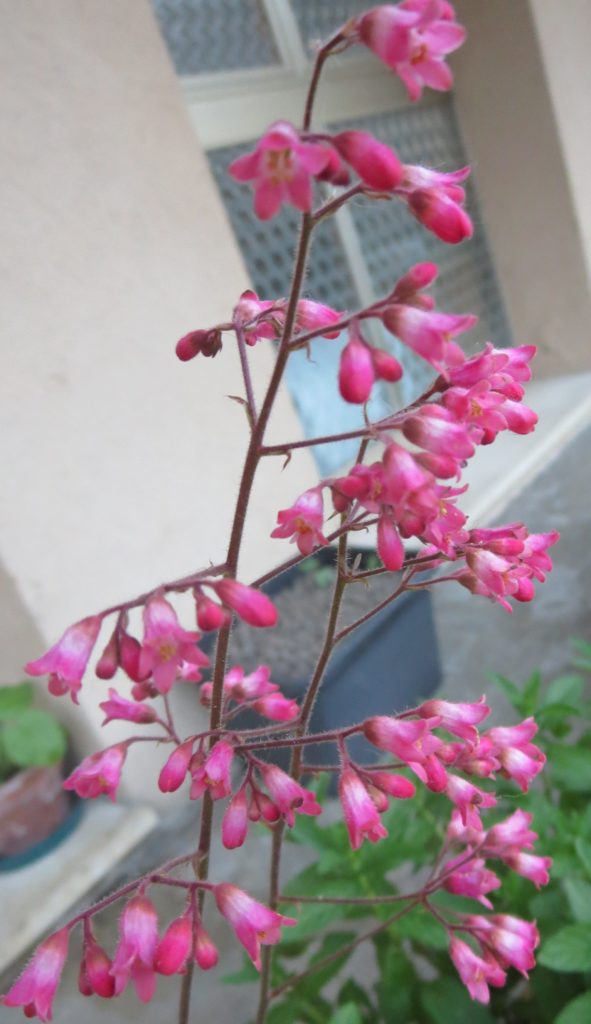 heuchera