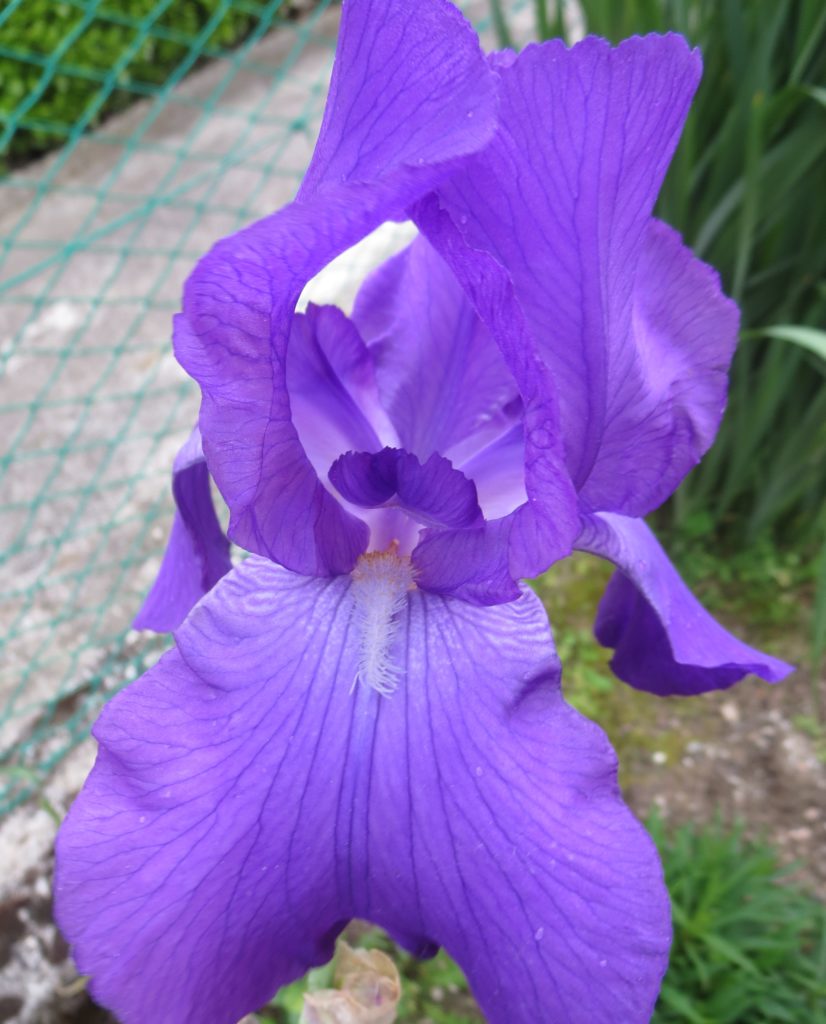 iris barbata1