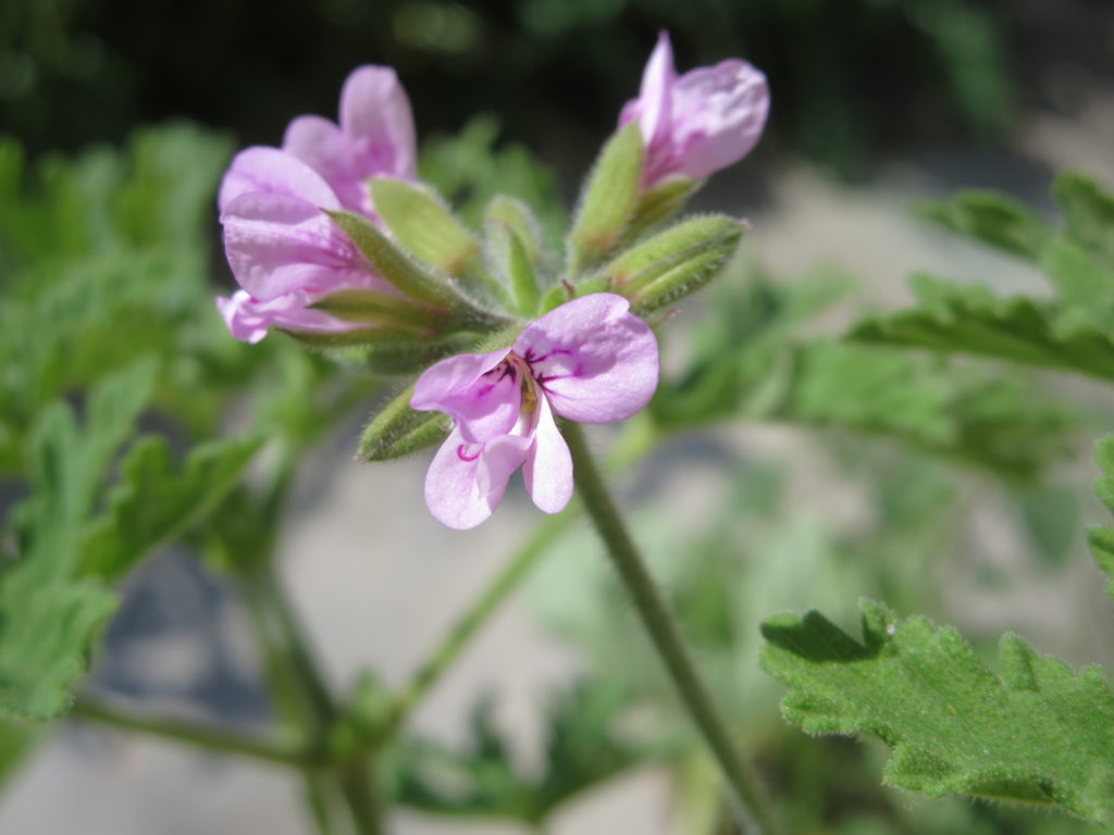 pelargonio odoroso