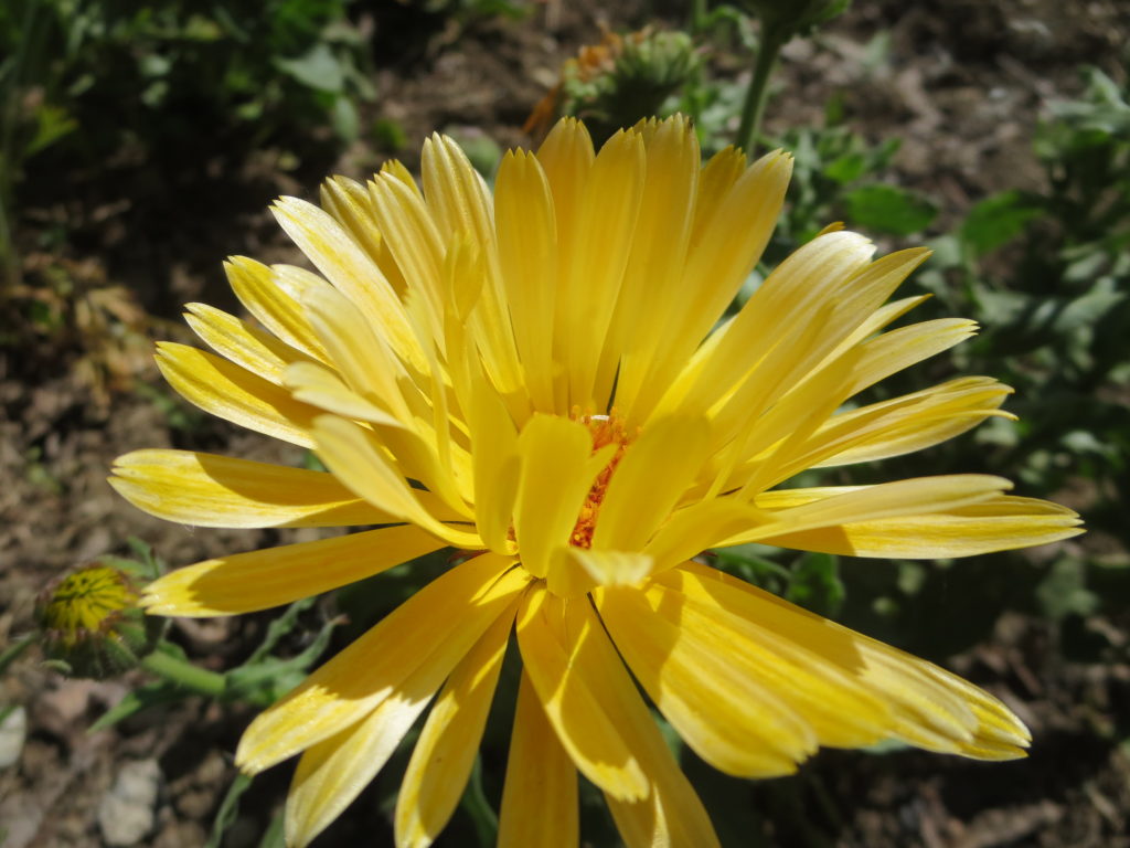 calendula