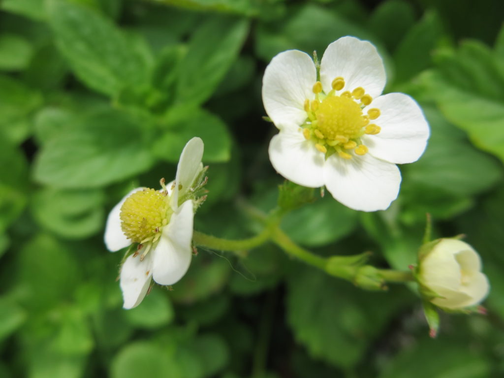 fragoline_di_bosco_in_vaso