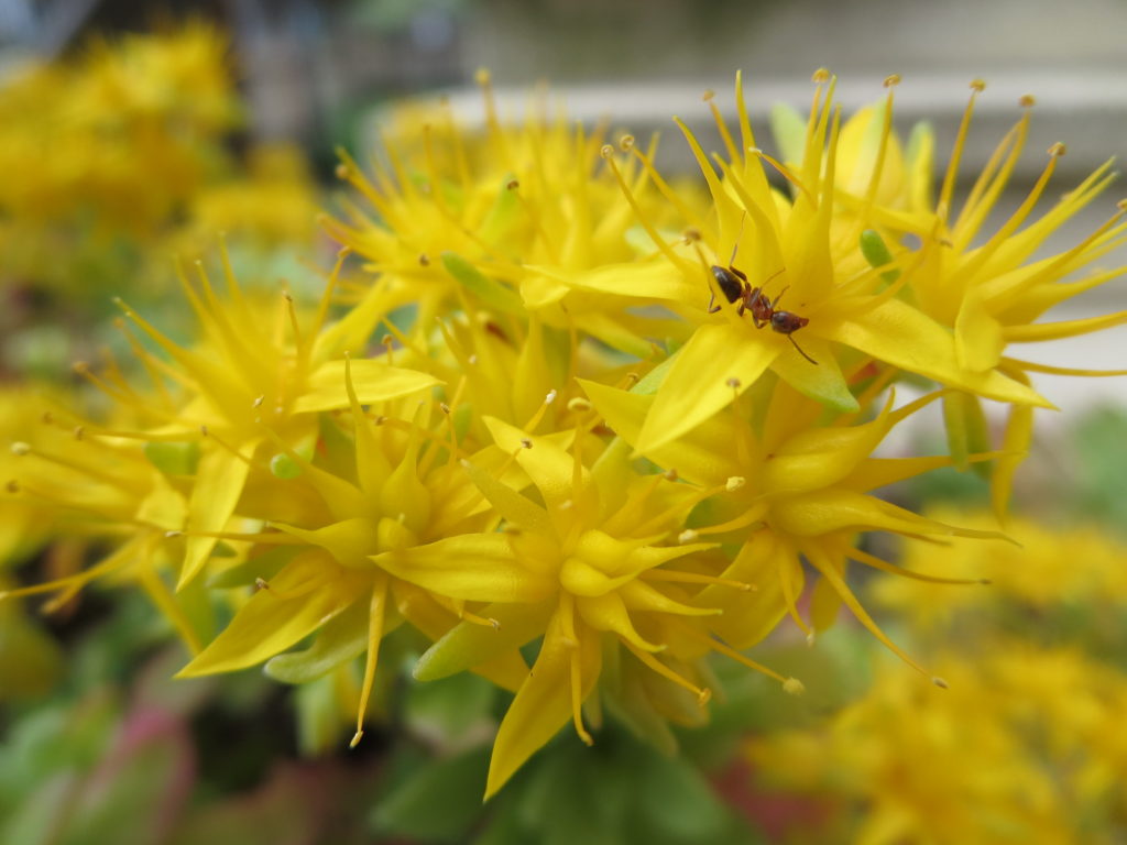 sedum palmeri con ospite