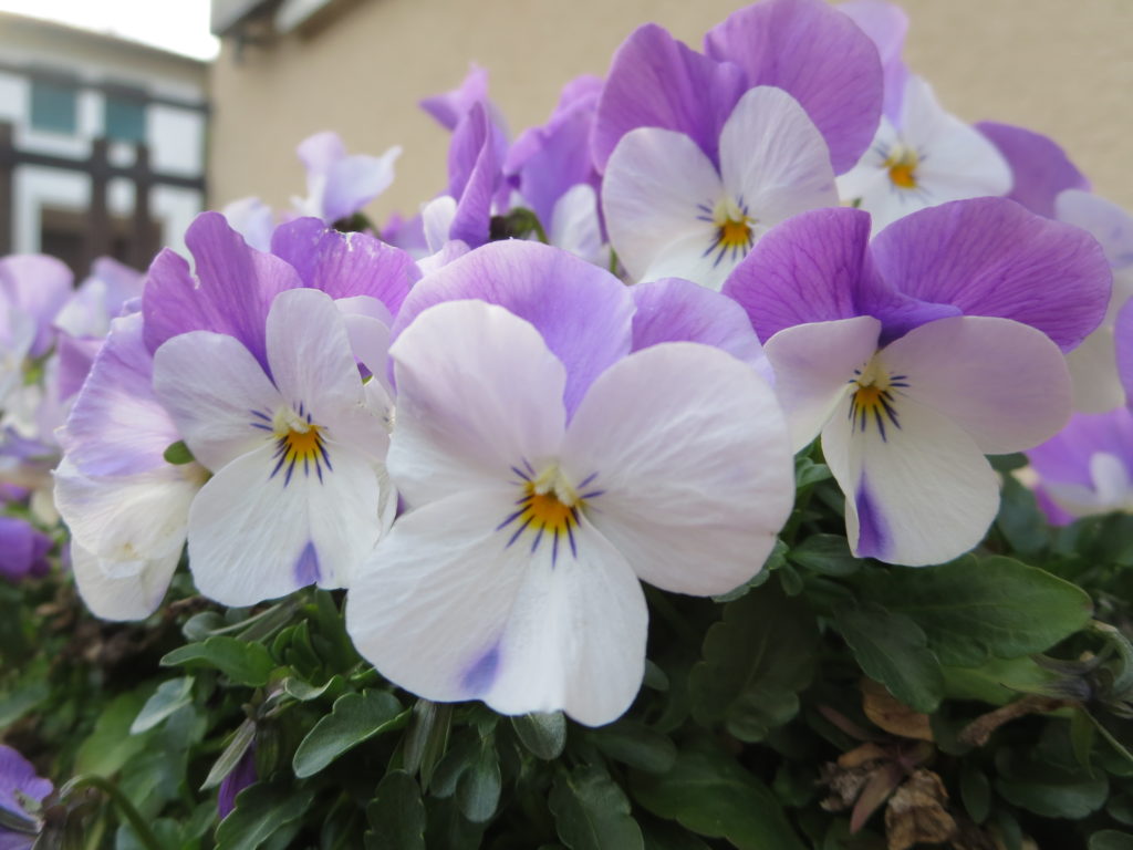 violette in vaso