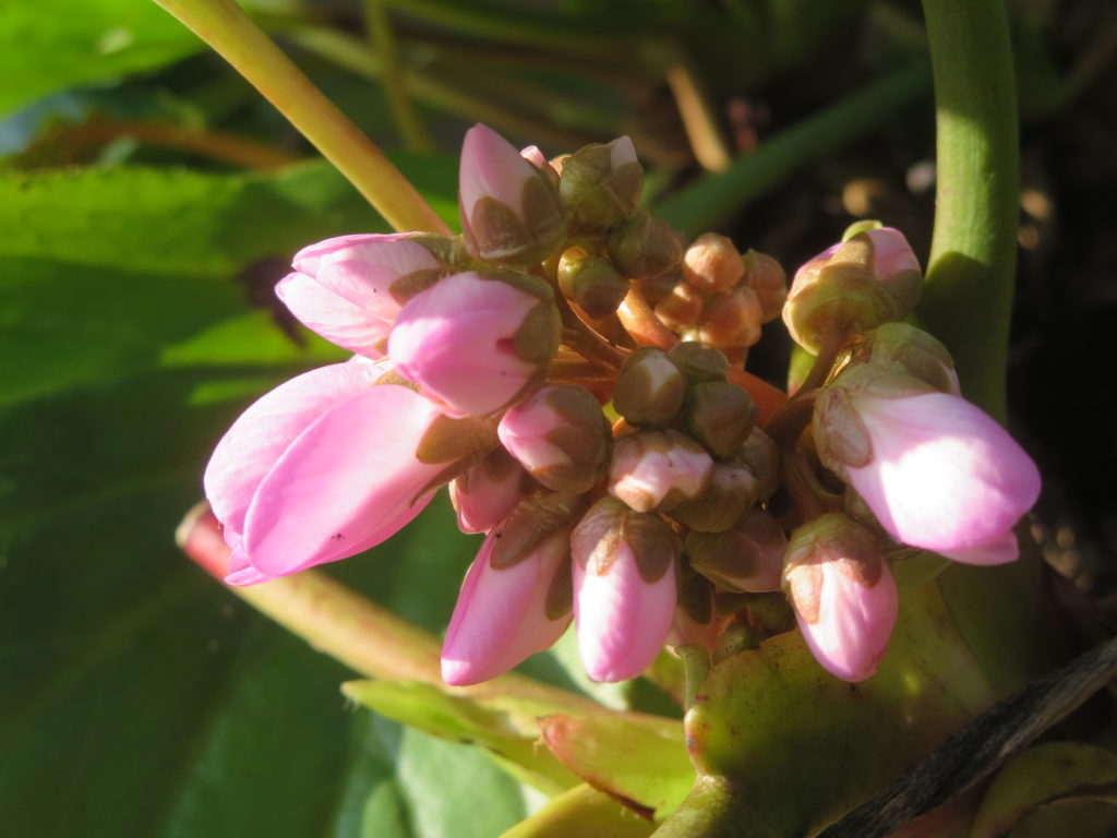 bergenia