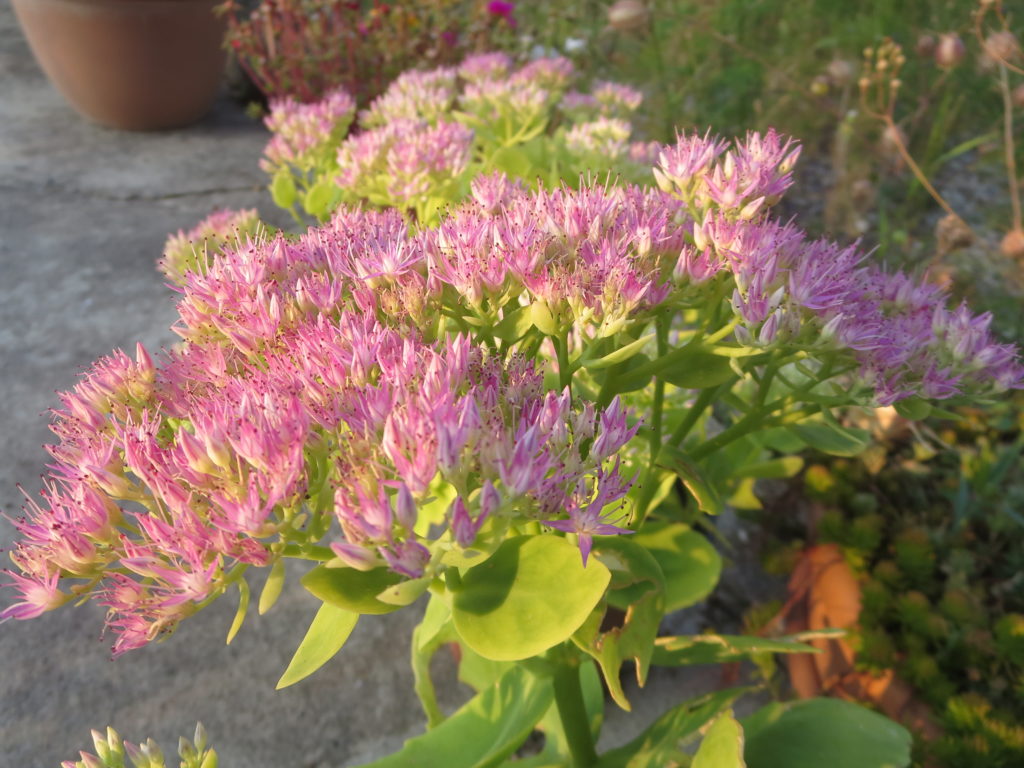 sedum