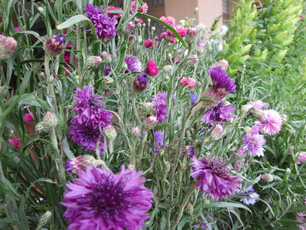 Centaurea