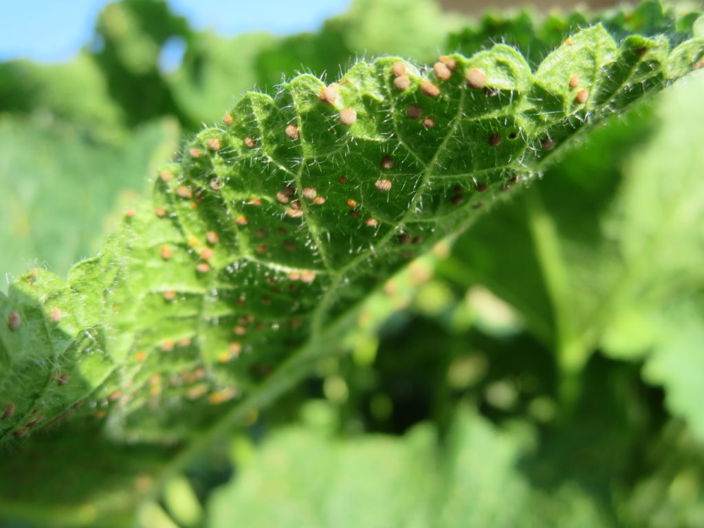 Puccinia_malvacearum