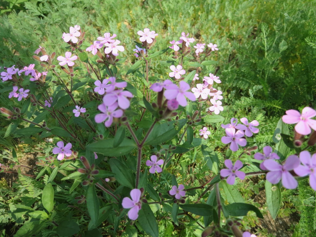 Saponaria ocymoides