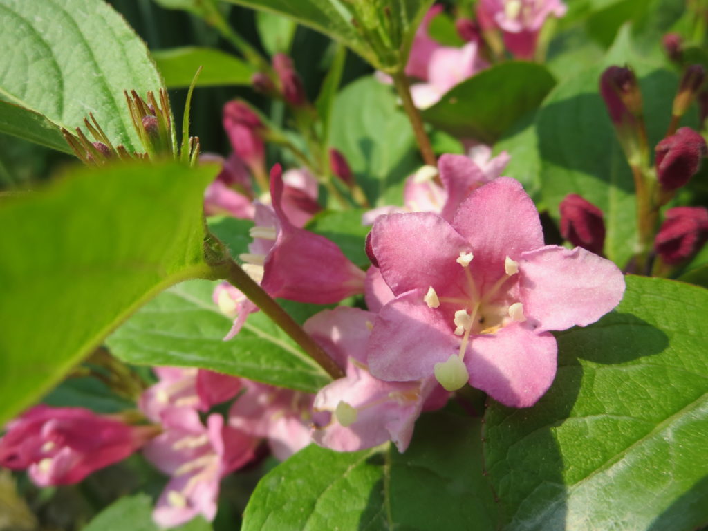 Weigela