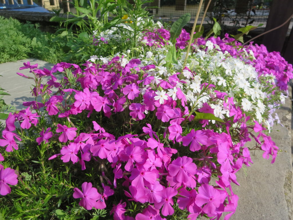 phlox3