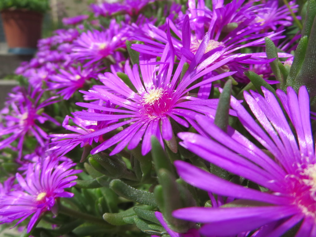 delosperma2