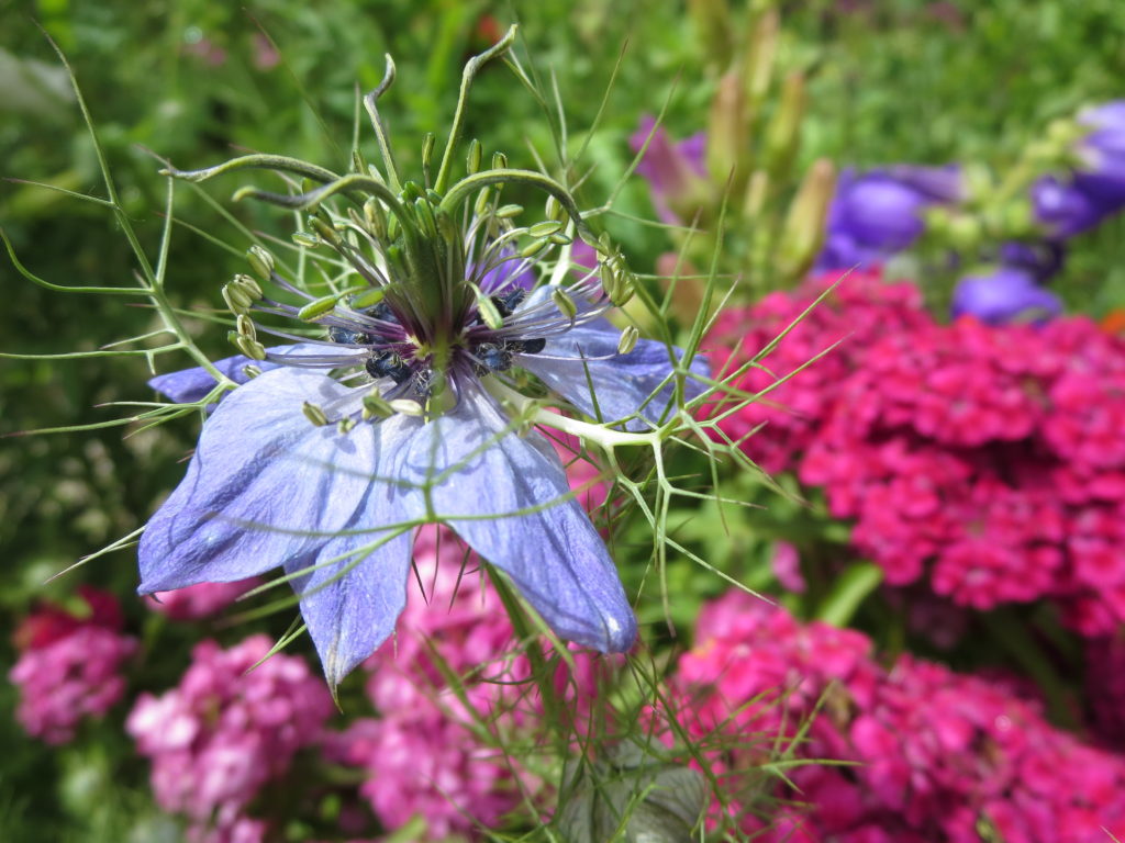 nigella