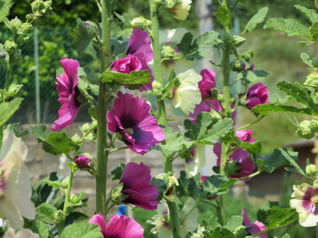 alcea rosea1