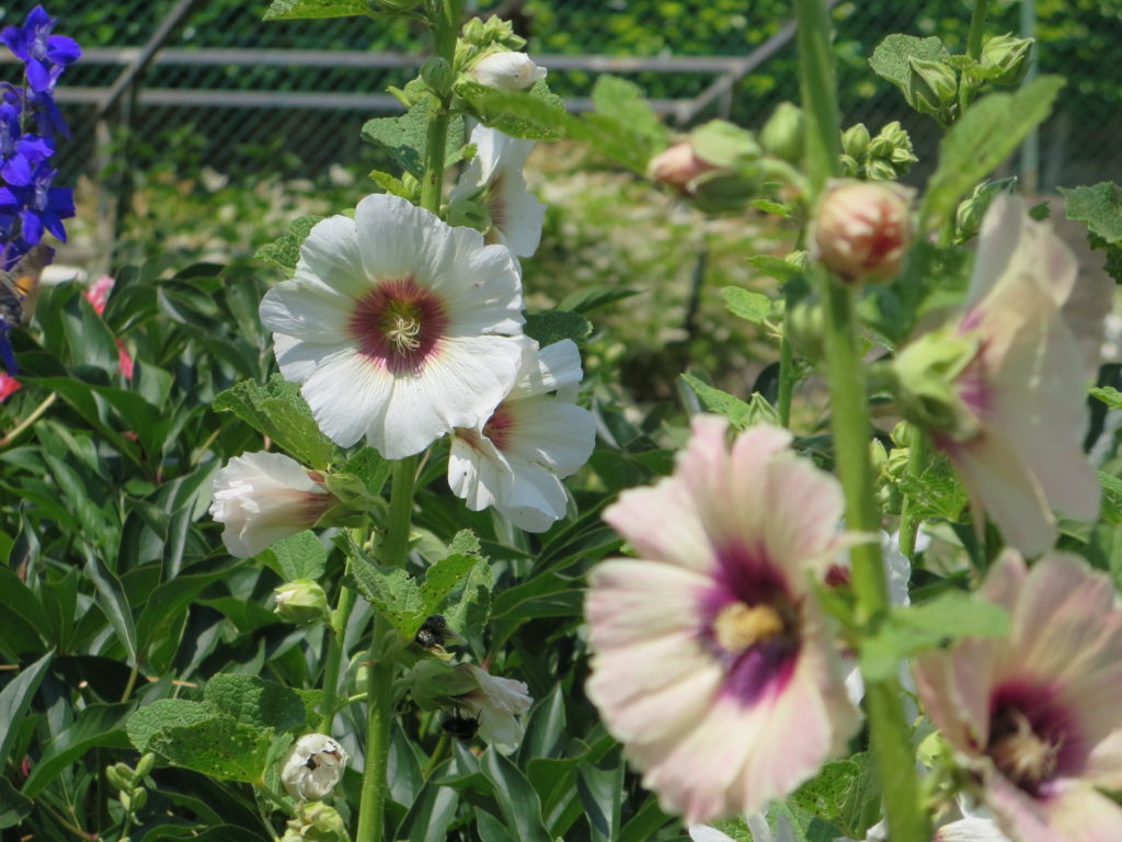 alcea rosea2