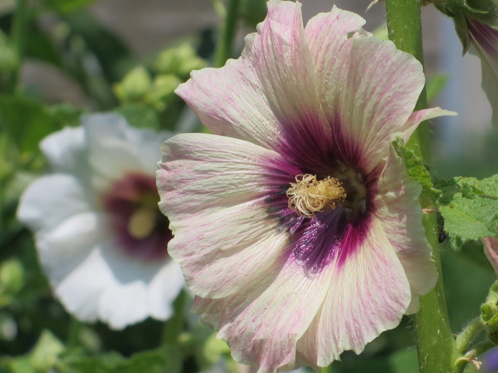 alcea rosea3