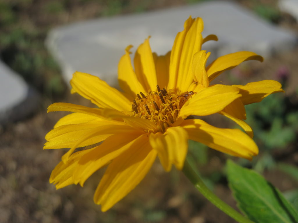 Heliopsis helianthoides 'Bressingham Doubloon'
