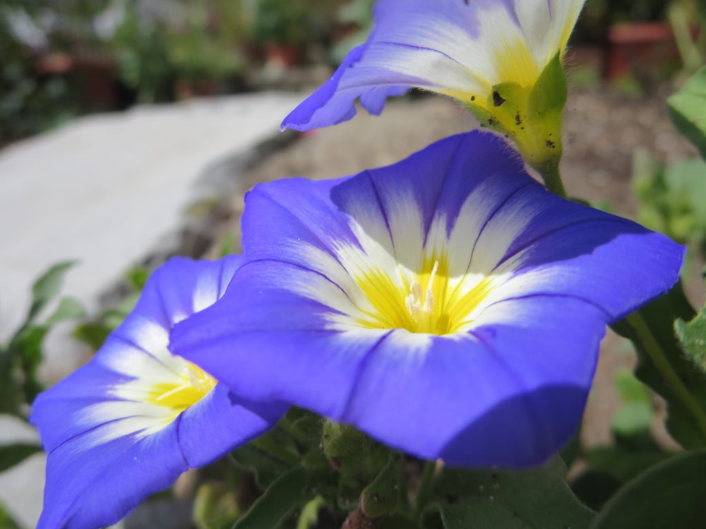 Convolvulus tricolor