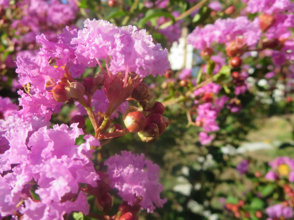 lagerstroemia3