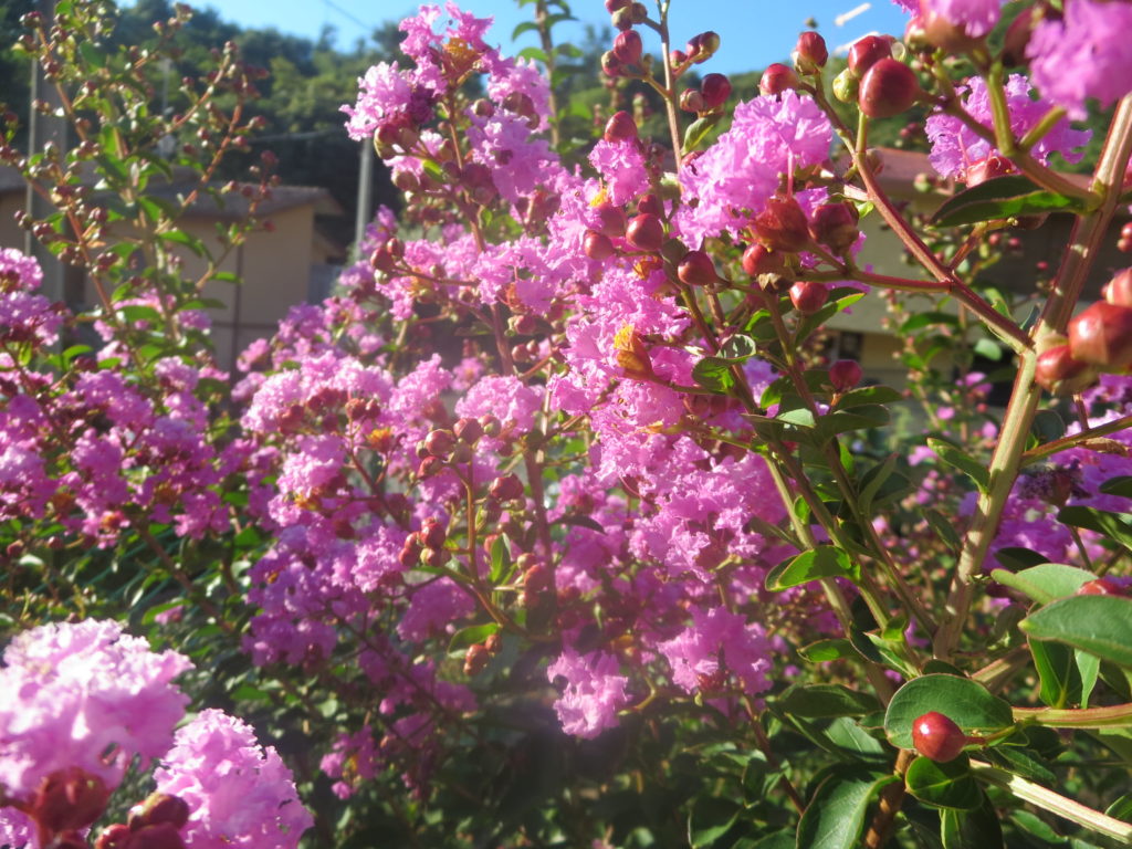 lagerstroemia4