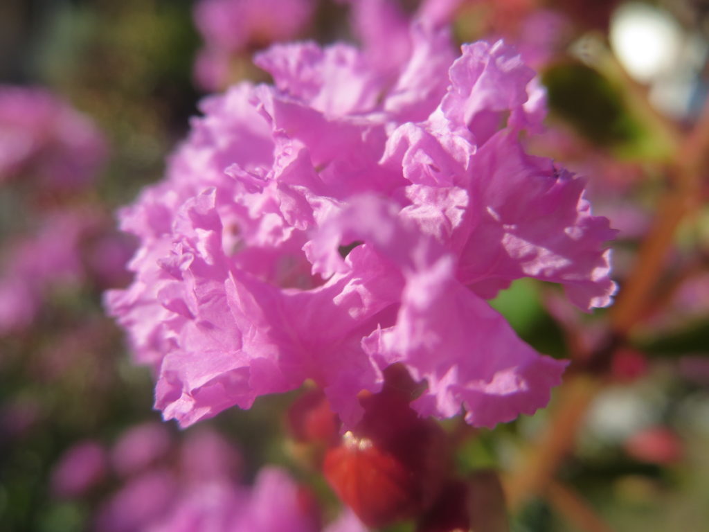 lagerstroemia7