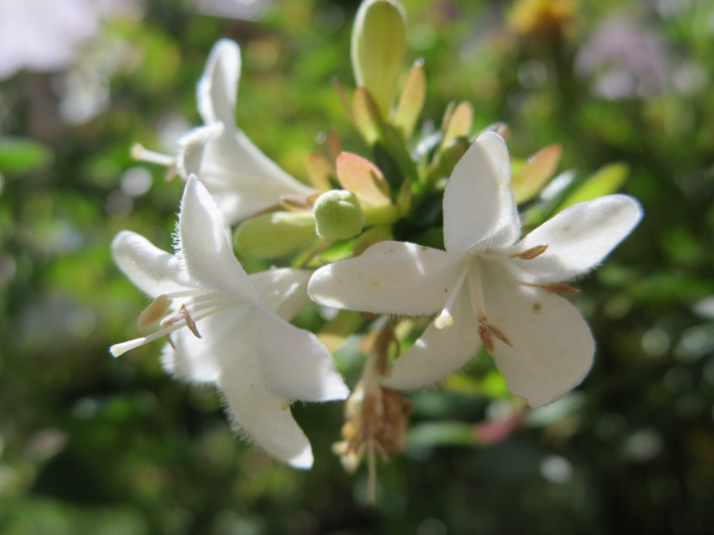 abelia