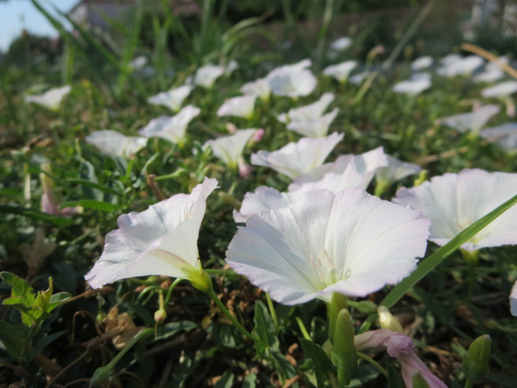 convolvulus2