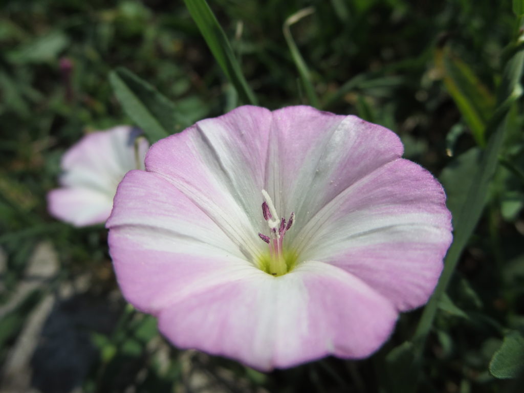 convolvulus3