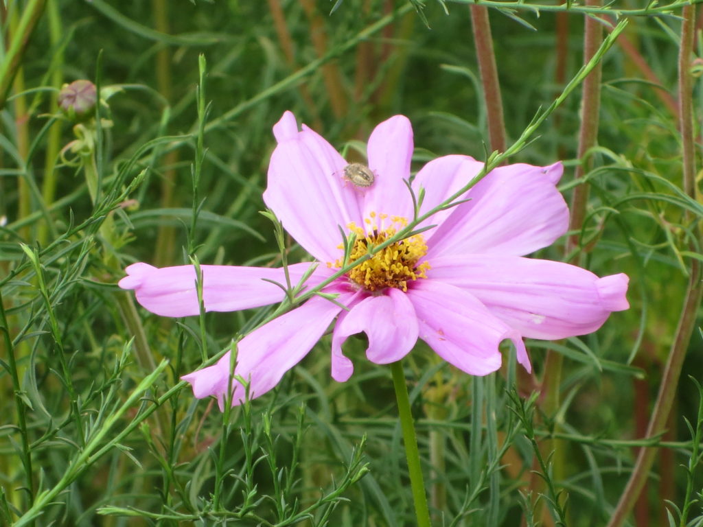 cosmea_con_cimice