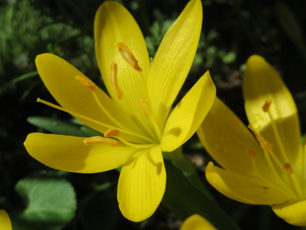 sternbergia1