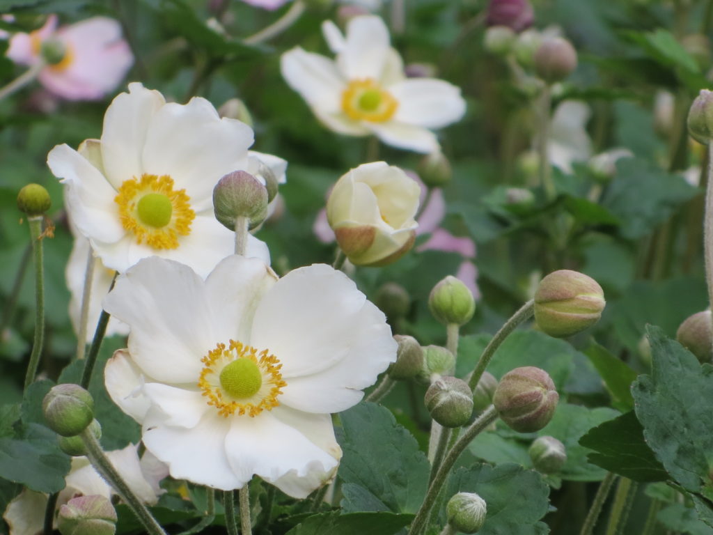 anemoni Honorine Jobert