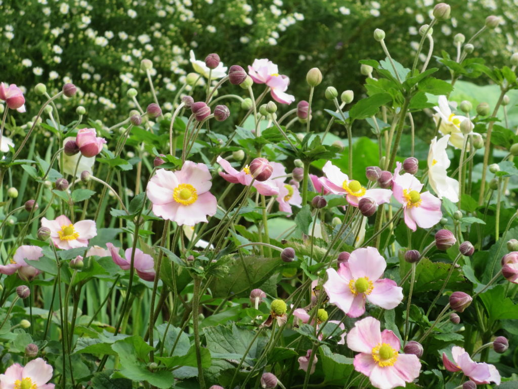 anemoni rosa