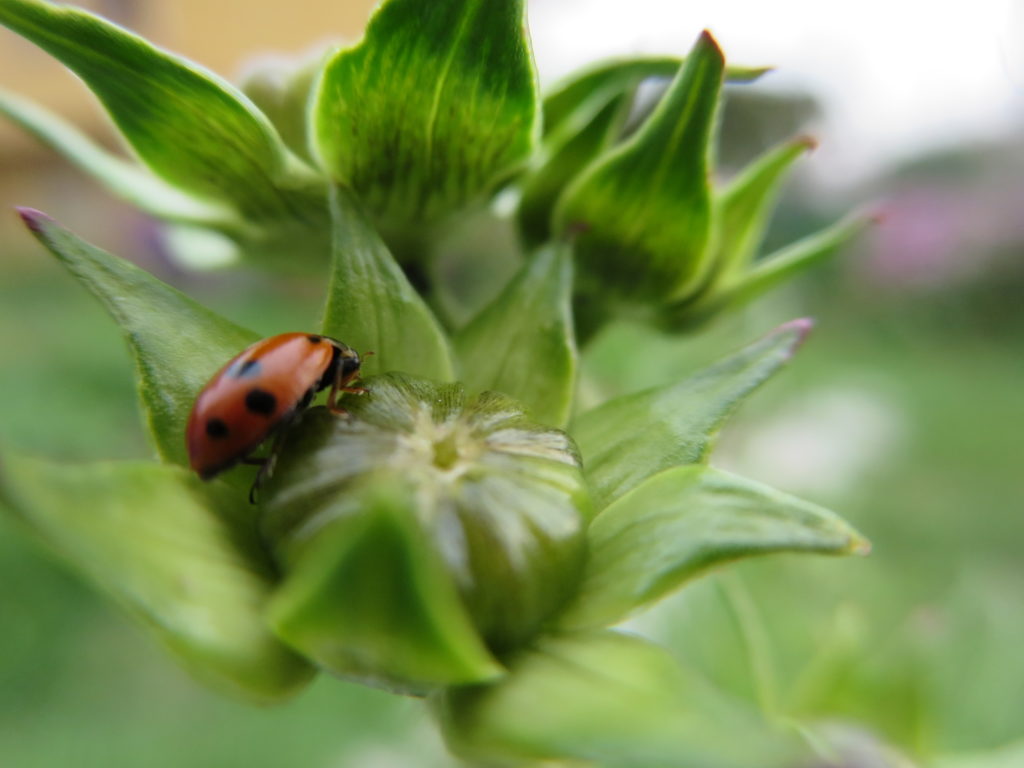 coccinella