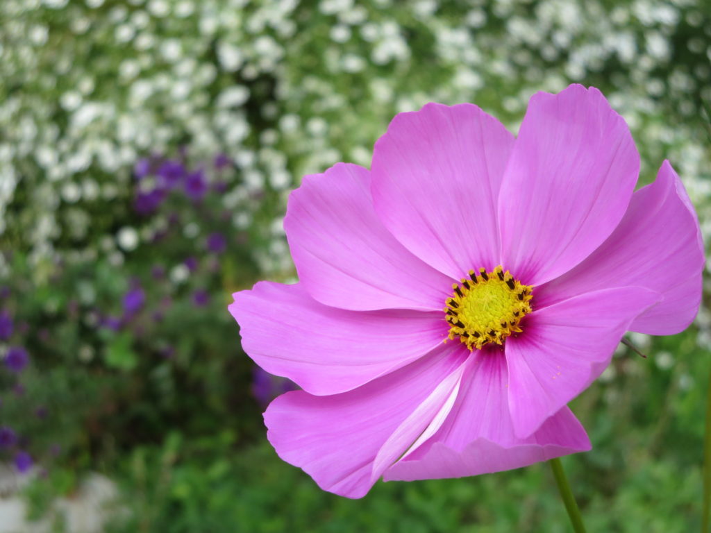 cosmea